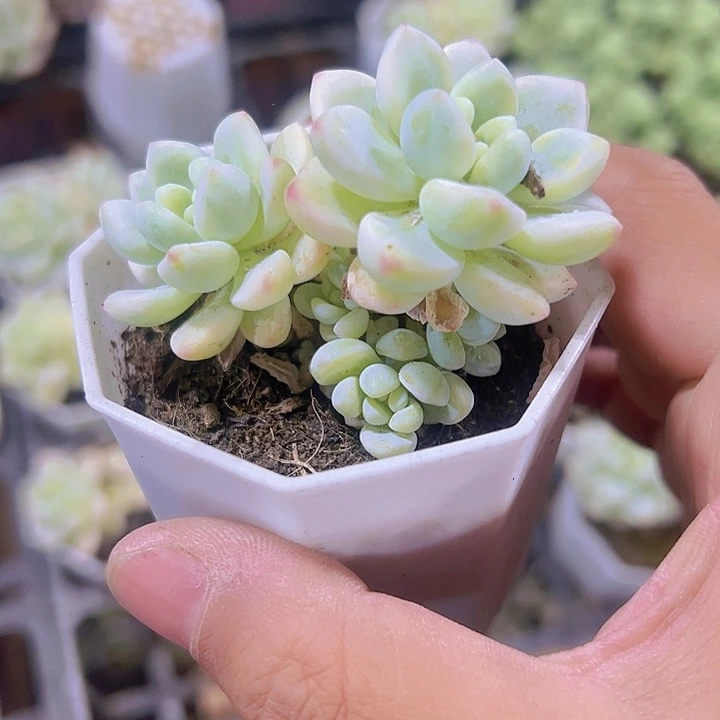 劳尔锦精品多肉植物