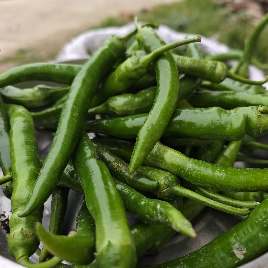 农家自种蔬菜大蒜苦麦菜胡萝卜辣椒