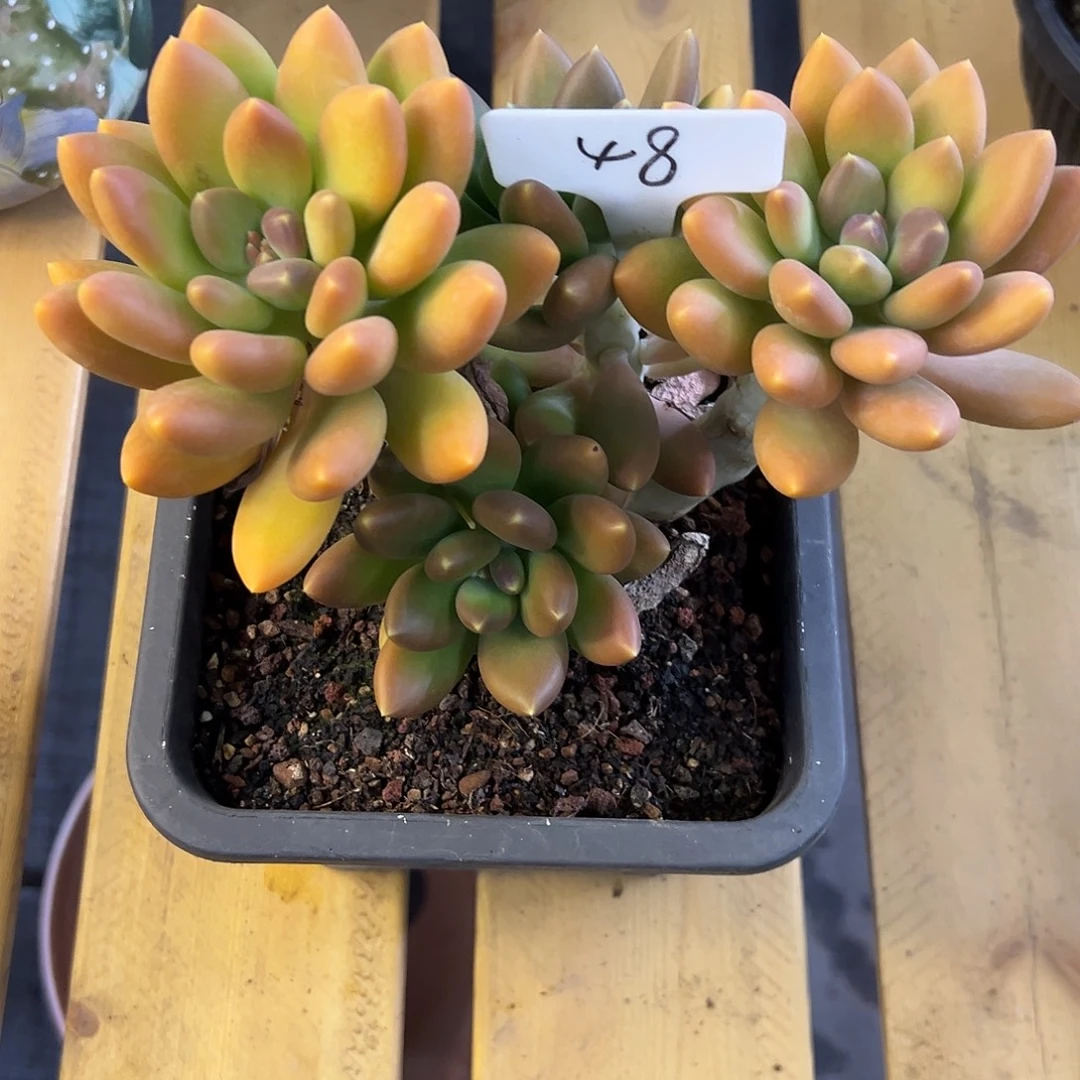 48潘多拉 多肉。