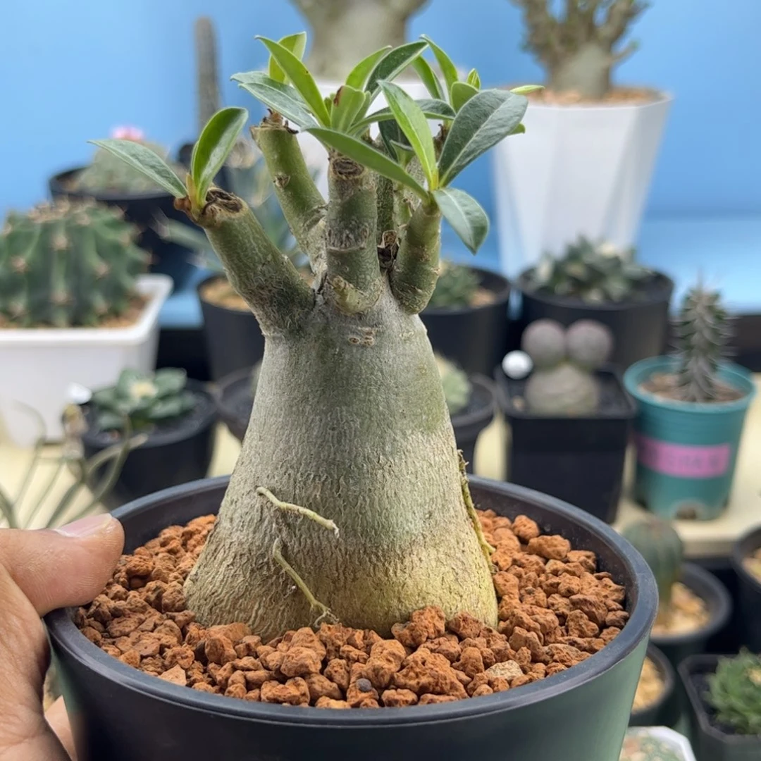 直叶哥斯拉沙漠玫瑰默认脱土发