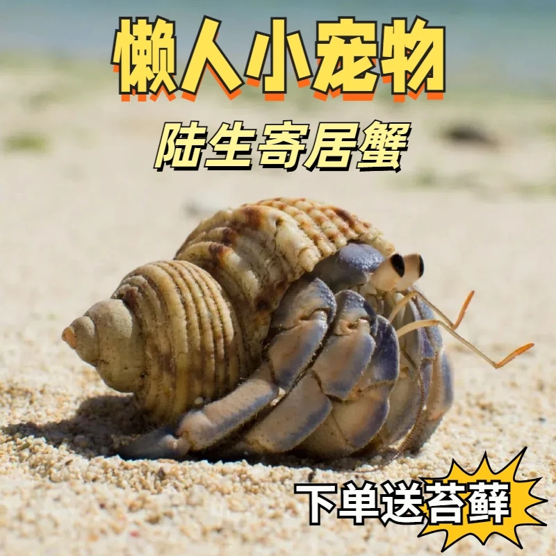 陆生寄居蟹懒人爬宠新手好养宠物直播选蟹宿舍萌宠简单饲养