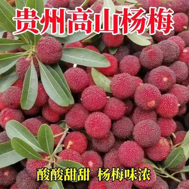 包邮贵州杨梅新鲜现摘杨梅孕妇水果当季时令应季本地杨梅