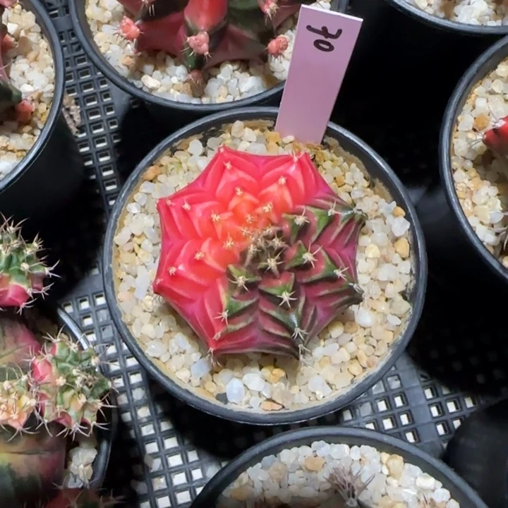 花*泰國米哈70-0124