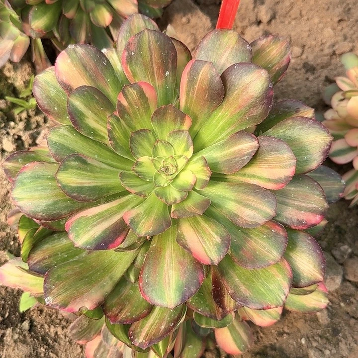 5+204流星雨多肉法师