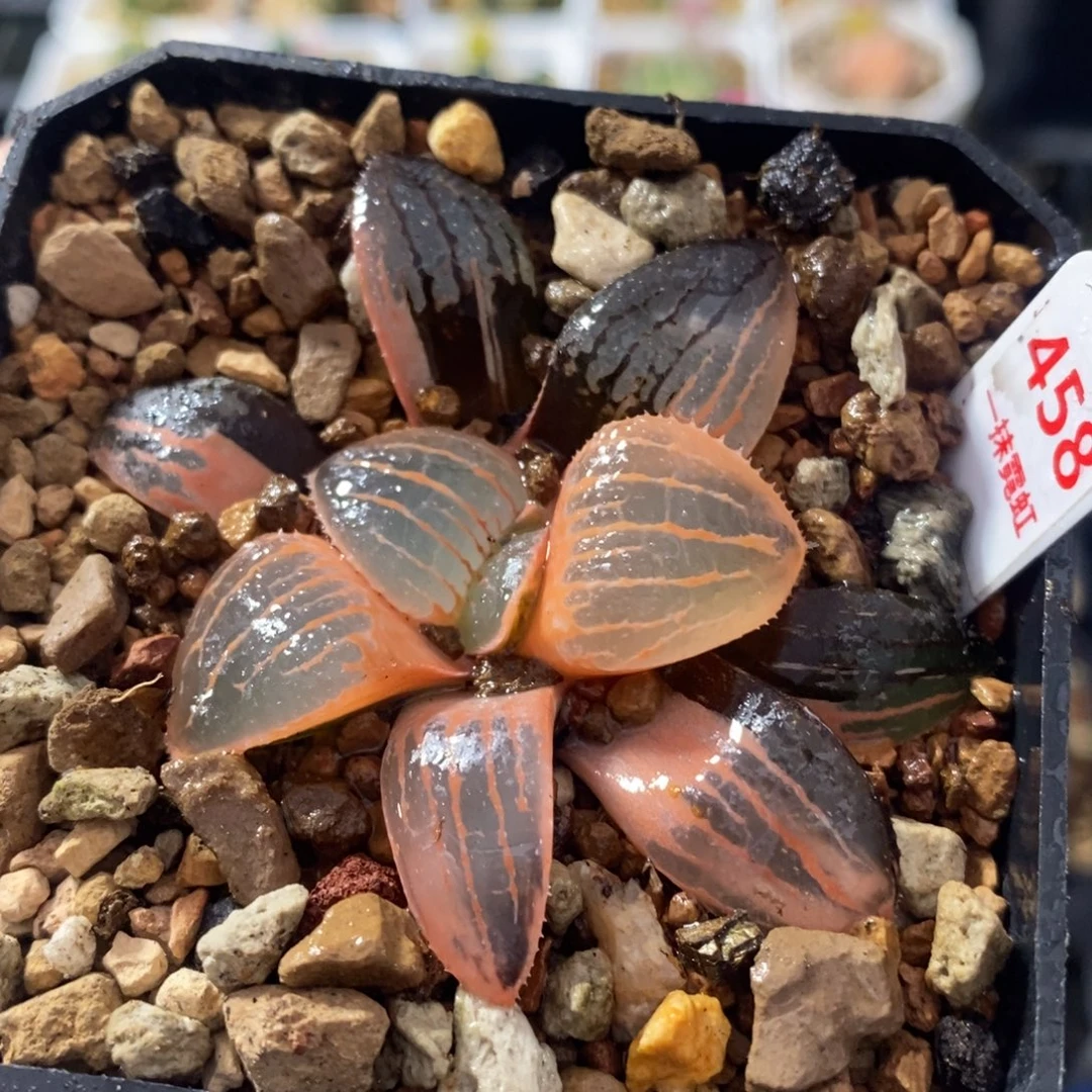 458亲指姬十二卷多肉