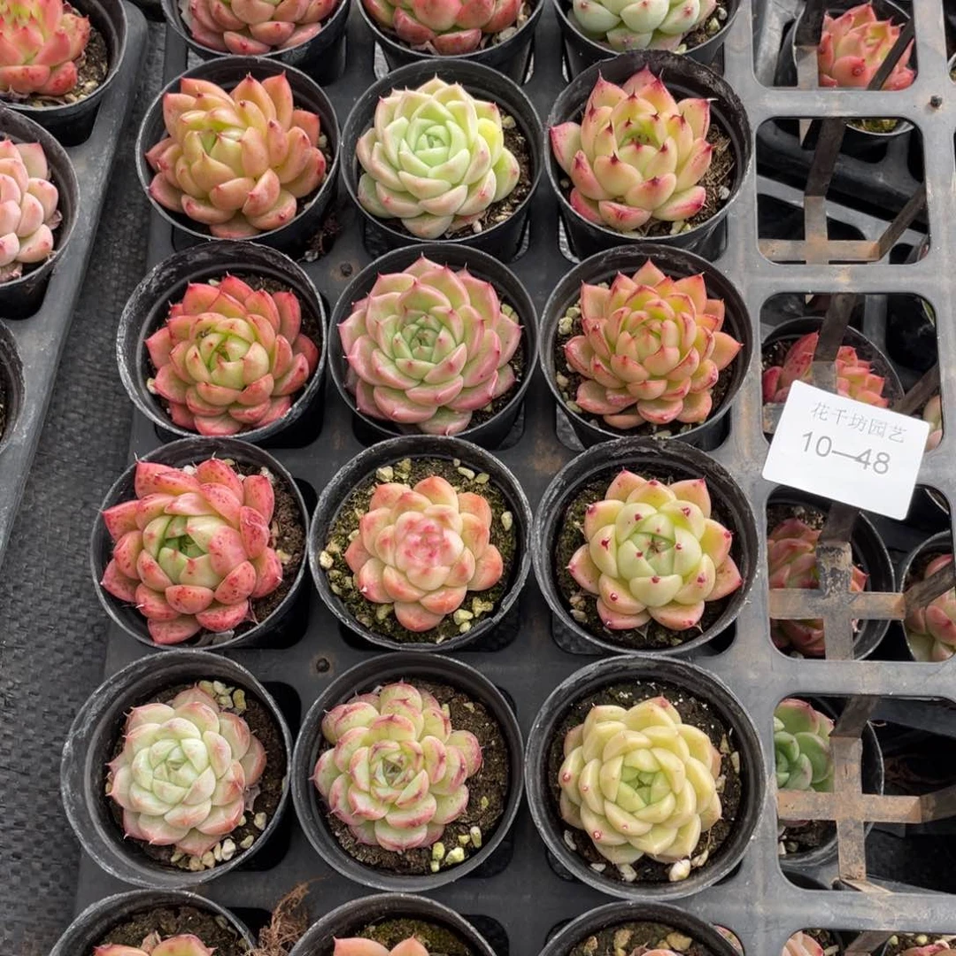 一物一拍18颗10-48