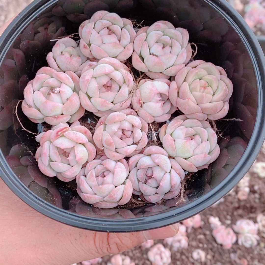 多肉植物精品切糕B459