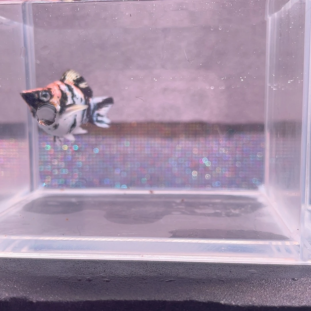 海水鱼原线红头一只，不保公母，169