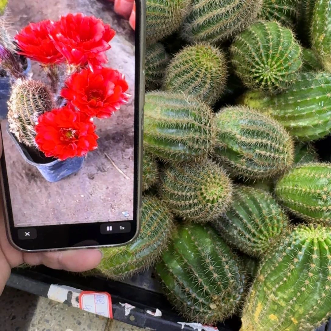 315彩草胭脂歪无根侧牙4公分左右斑，20包邮