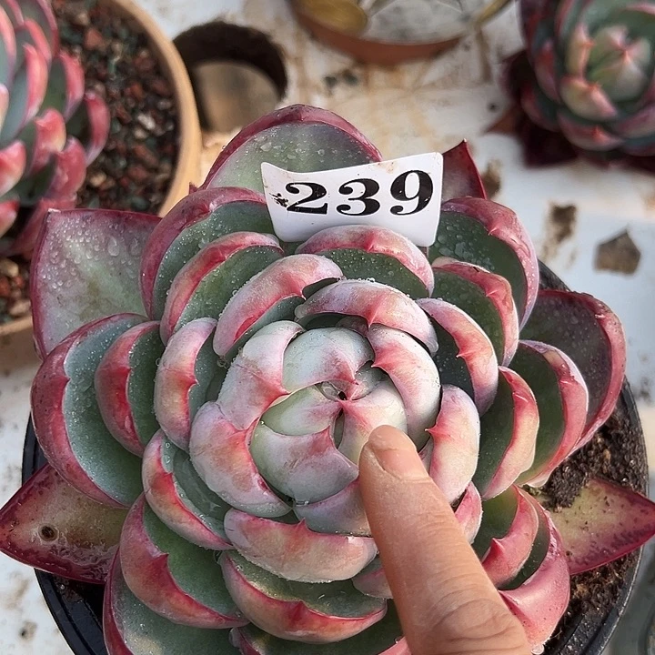 惊鸿惊鸿惊鸿239叶展 13默认裸根发货