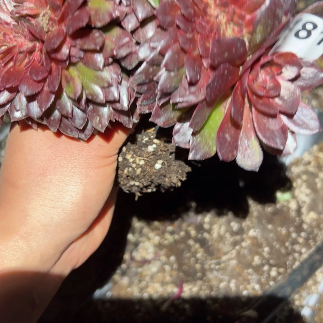 781 号多肉植物法师新年福利