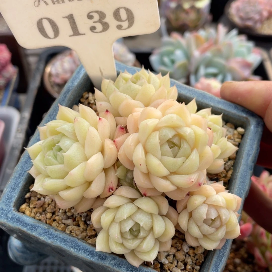 0139麦秆不带盆9厘米