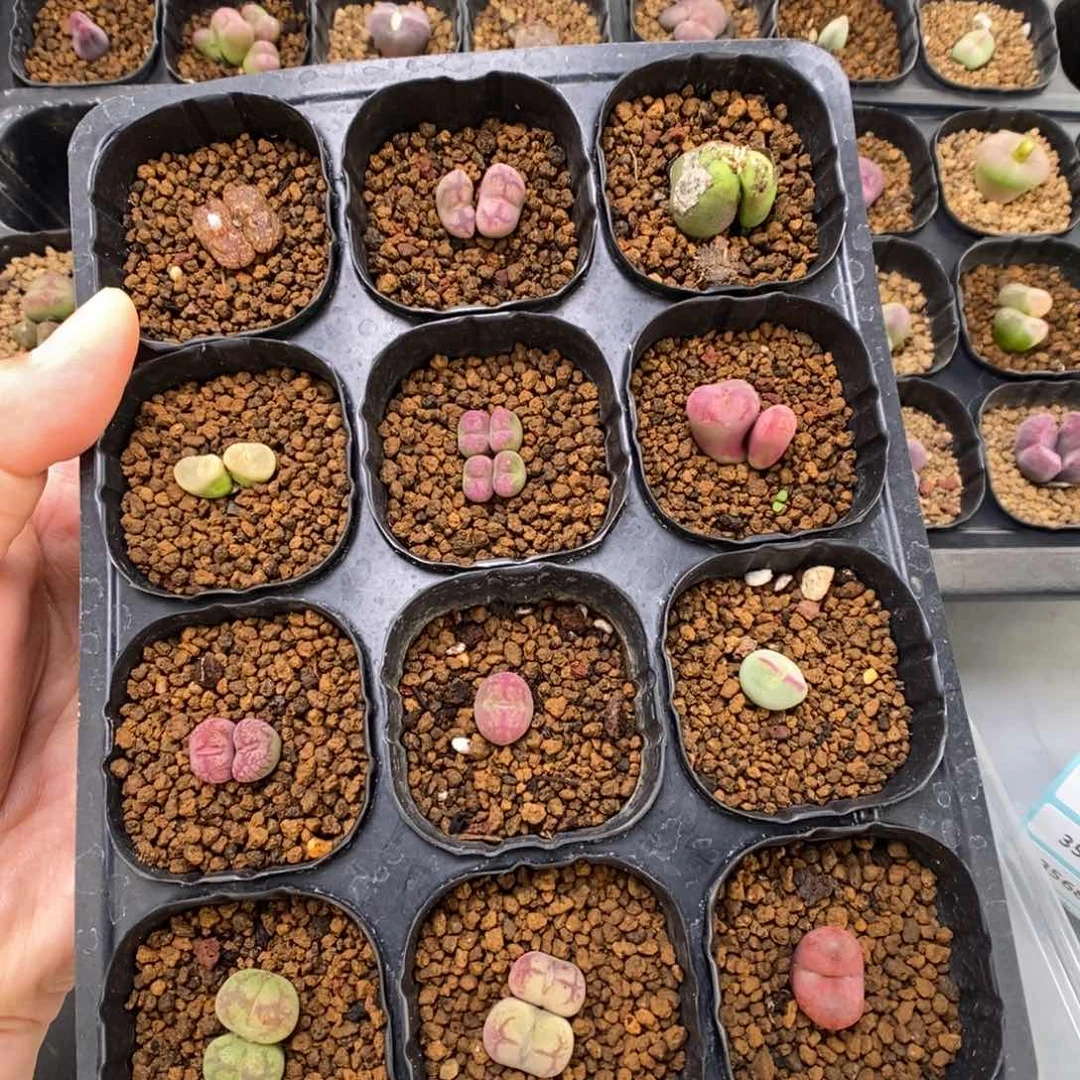 树****?多肉植物肉锥杂交K-2802