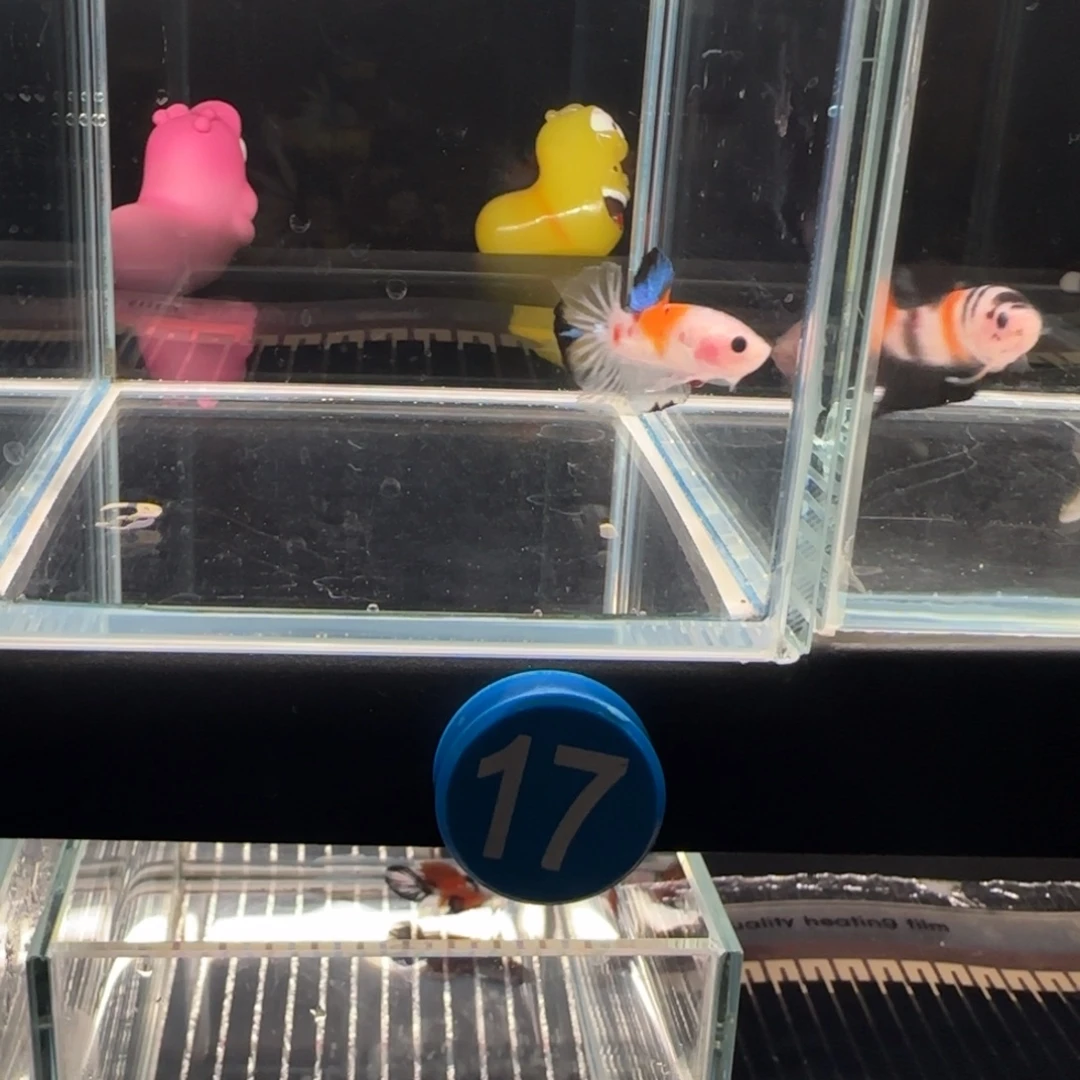 海水鱼双色背包koi