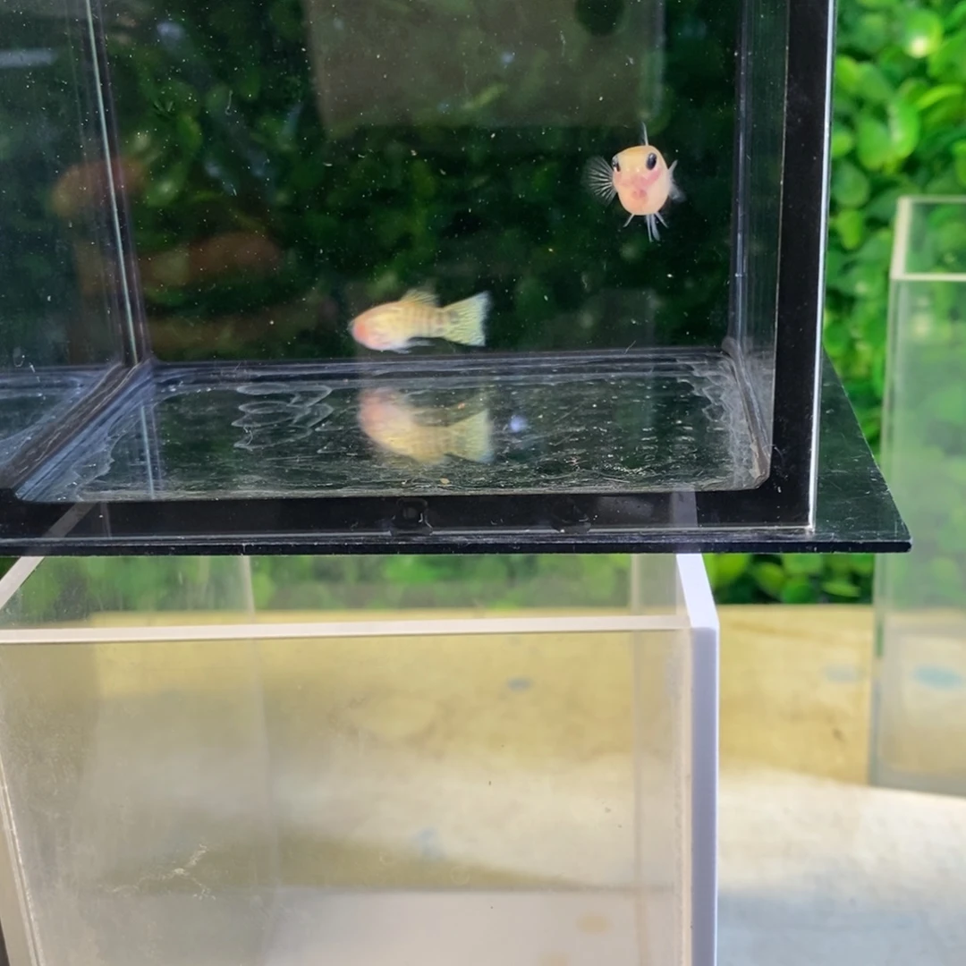 孔雀鱼黄蕾玻璃猫一对