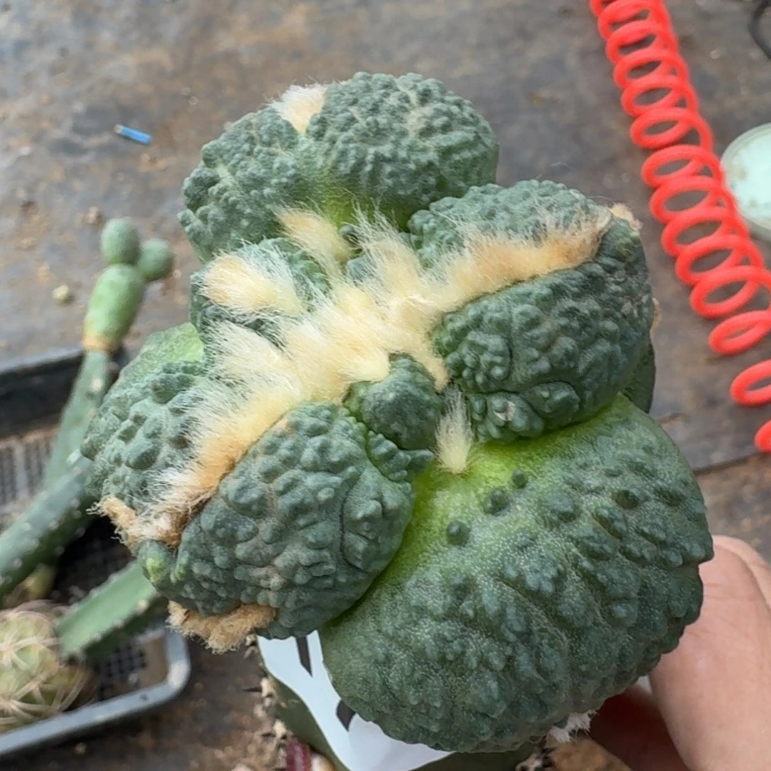 【闪购商品】无花朵栗源大尤蛋怒174