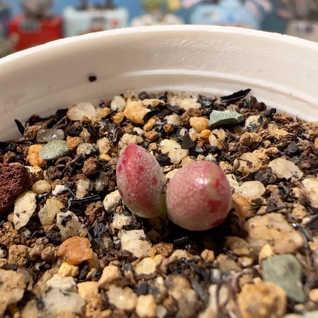 可爱恐龙蛋 盆口1.5cm