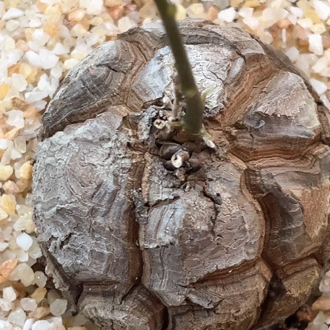 潮流植物龟甲龙足球款