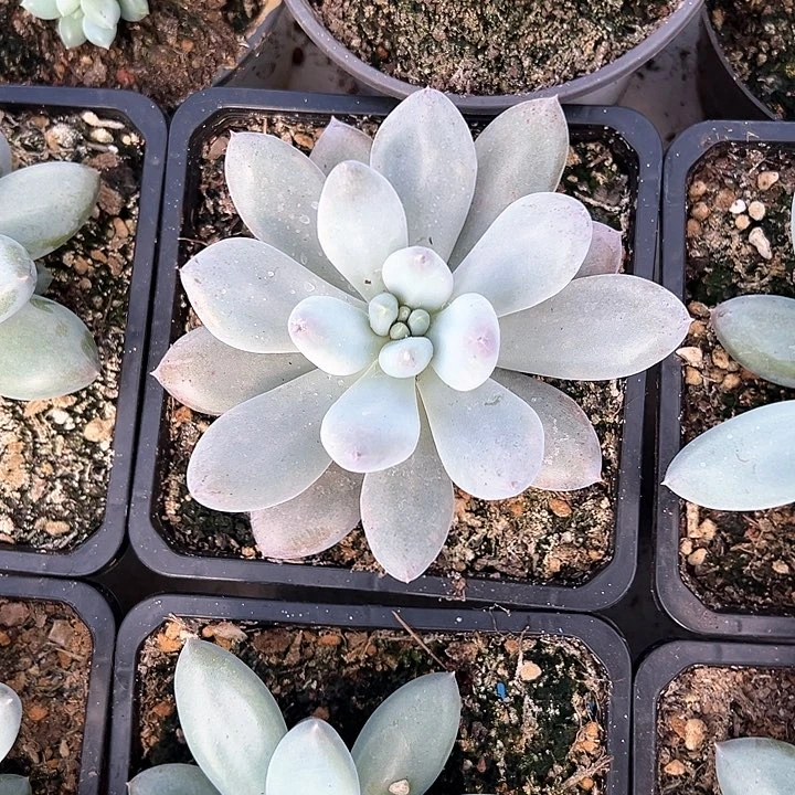 【闪购商品】哥特单头