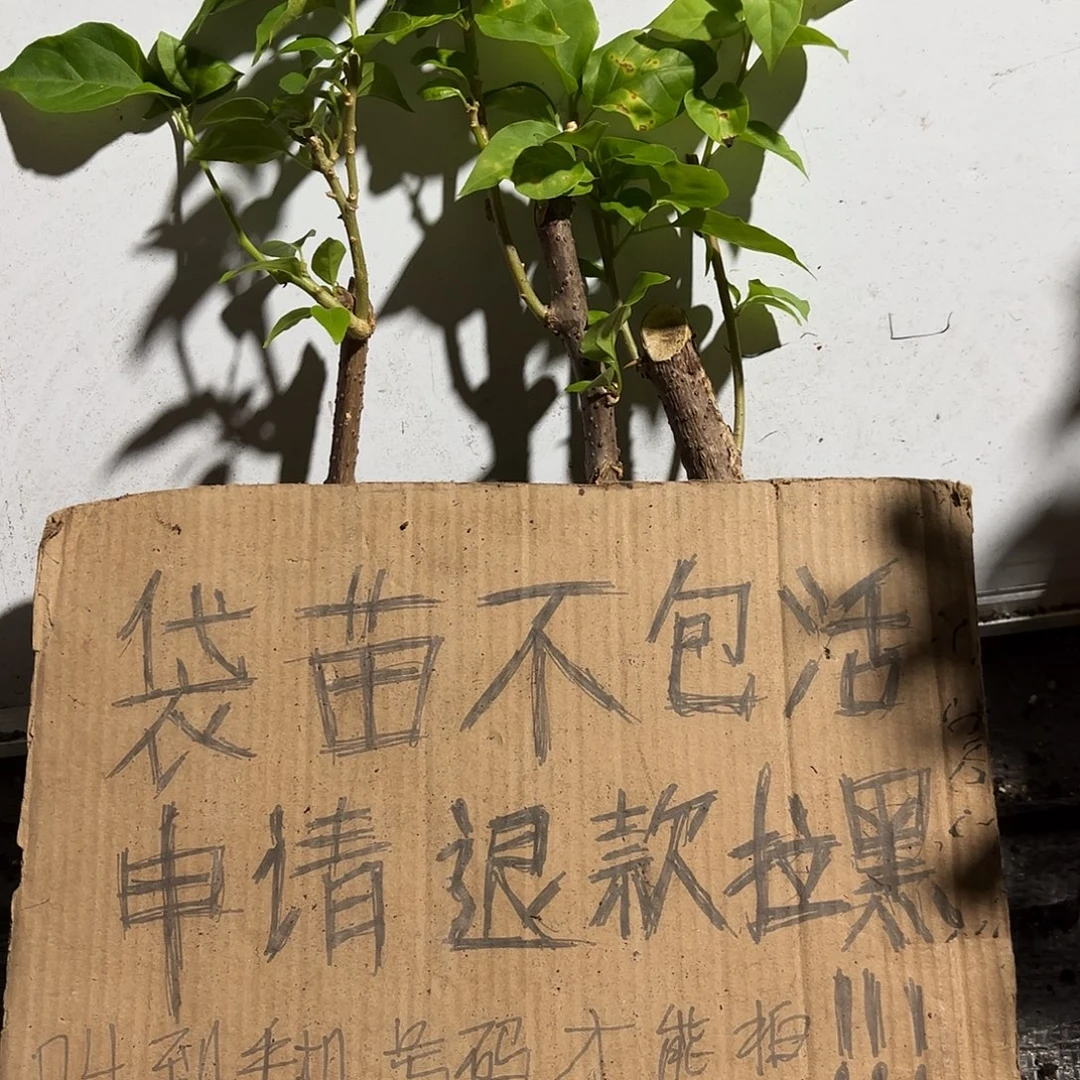 匆***那当前无花栽培后可以开花袋苗盲盒三颗8