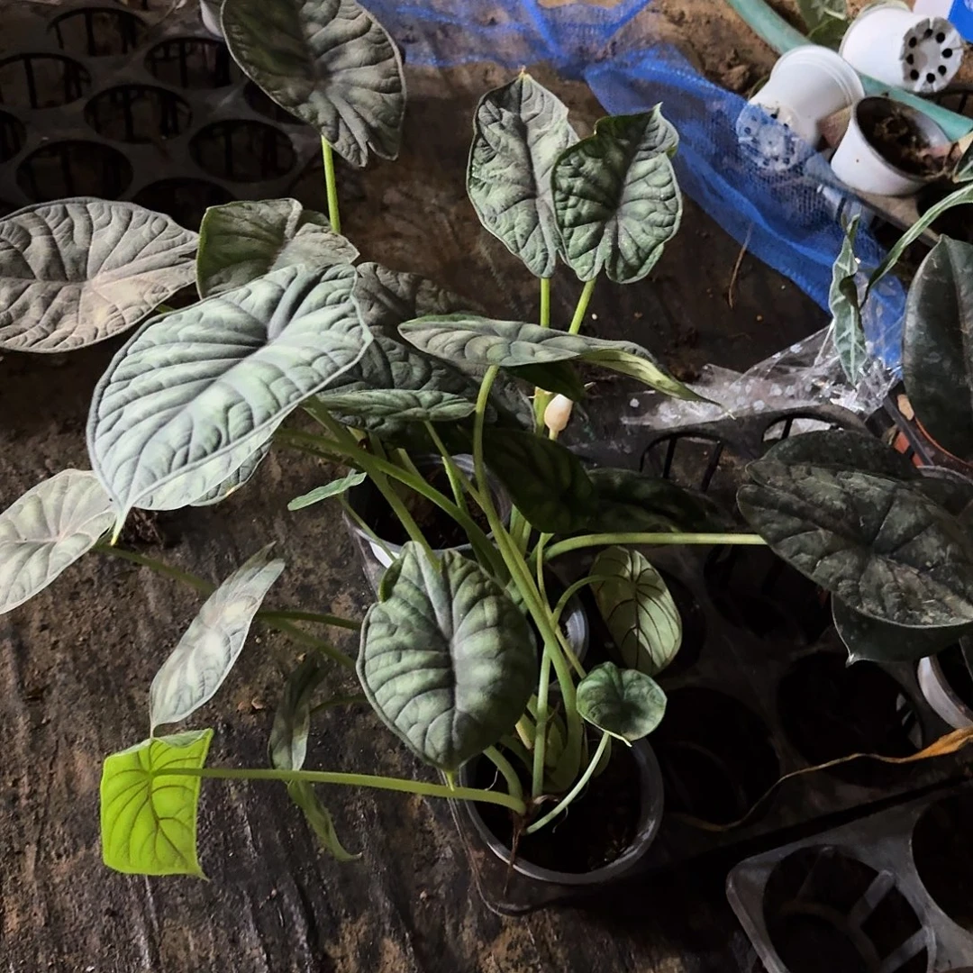 完全开放龙鳞海芋一棵