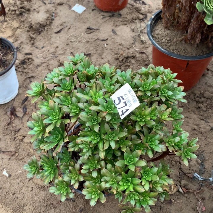 574绿茶手捧2号棚