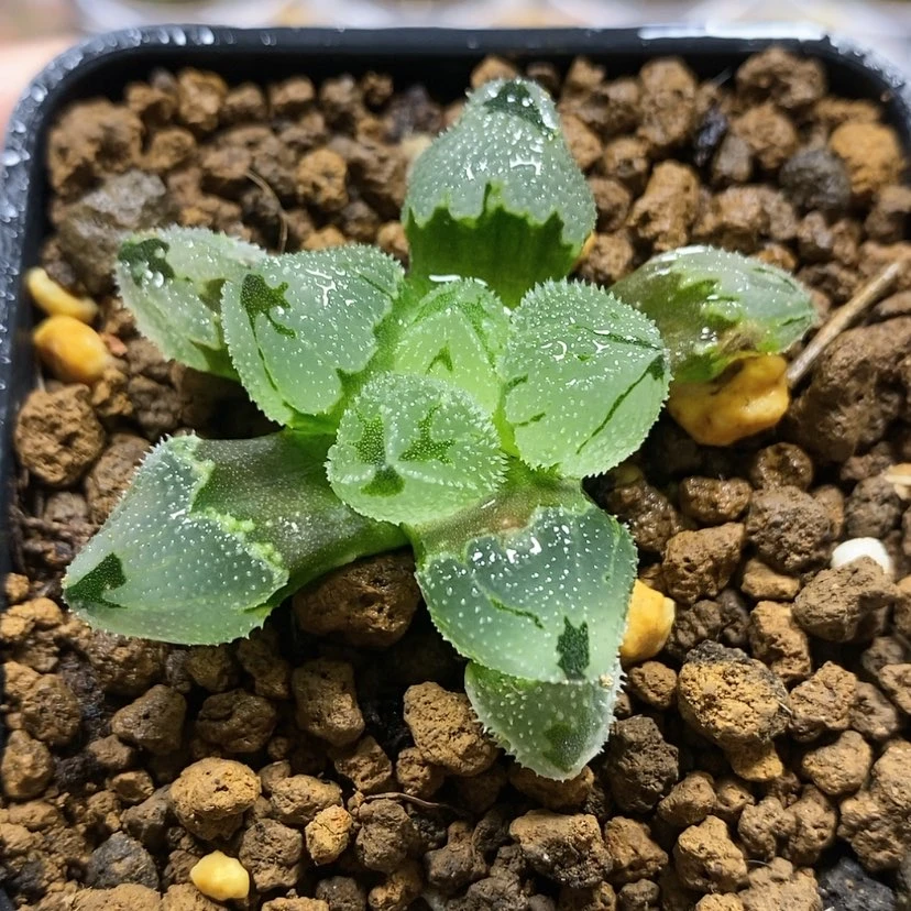 【闪购商品】糖霜球