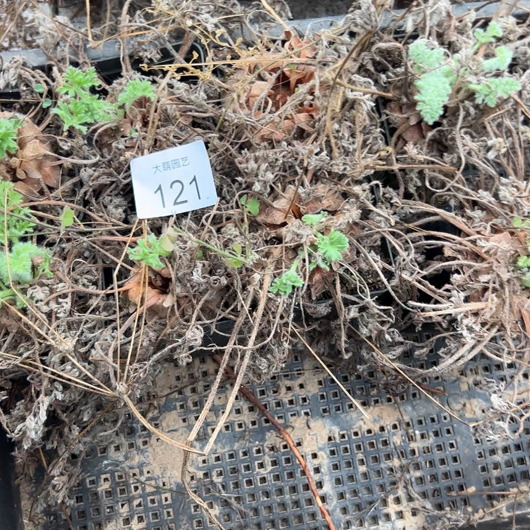 量拍以下1颗羽叶洋葵。  121