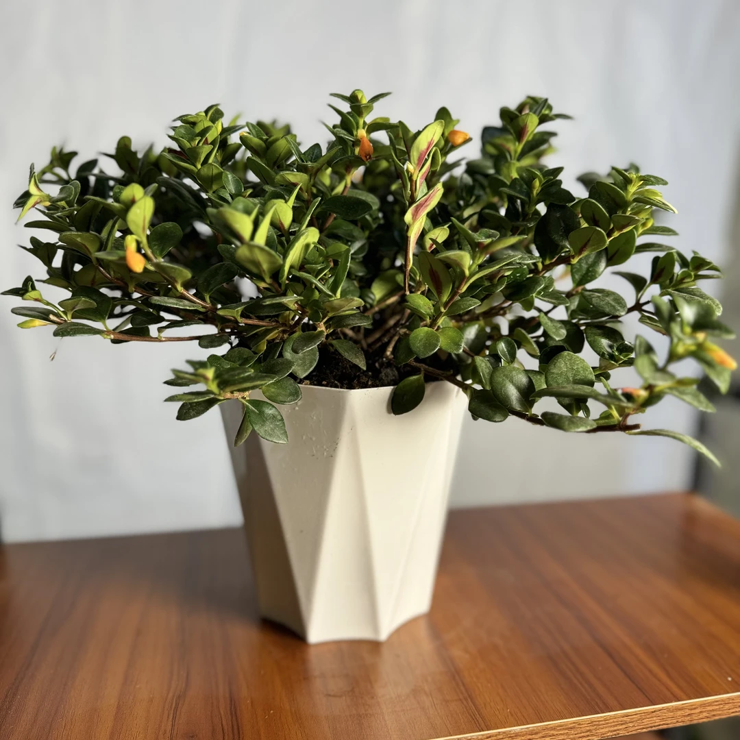 西藏包邮金鱼吊兰盆栽四季观花植物金鱼花室内客厅观花植物绿四季