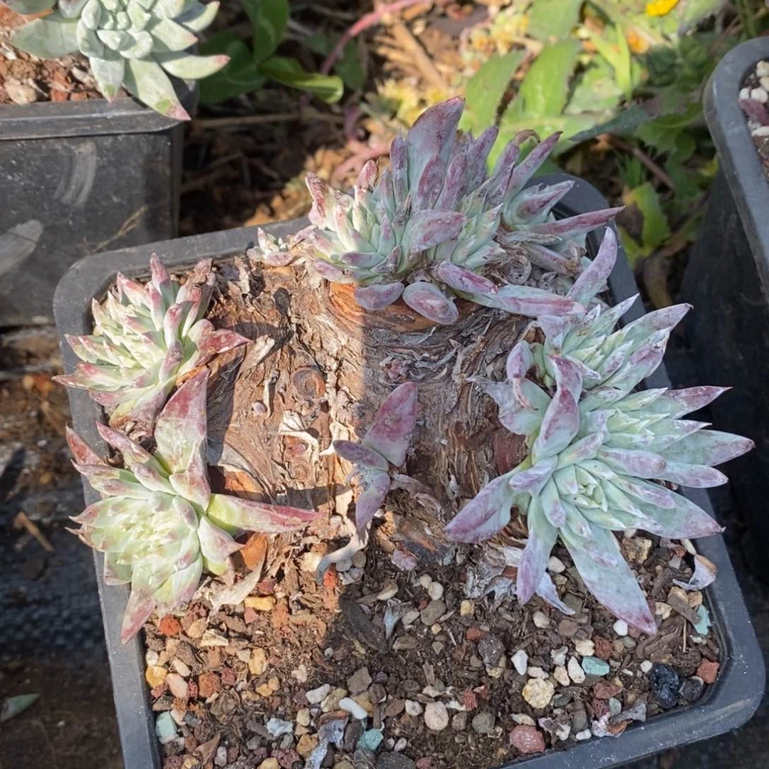 苹果叶杂哈哈哈哈哈