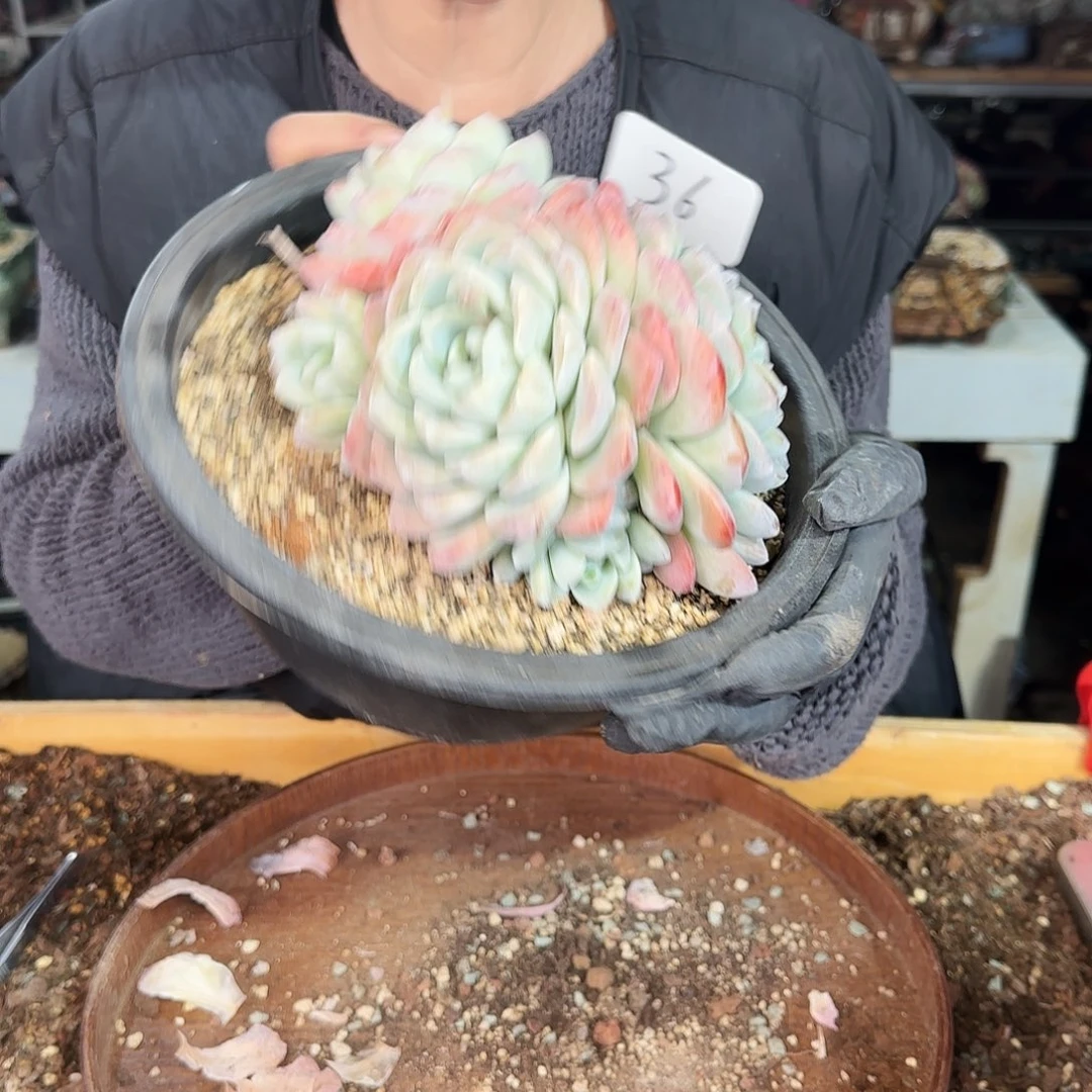 36号冰玉群68          肉