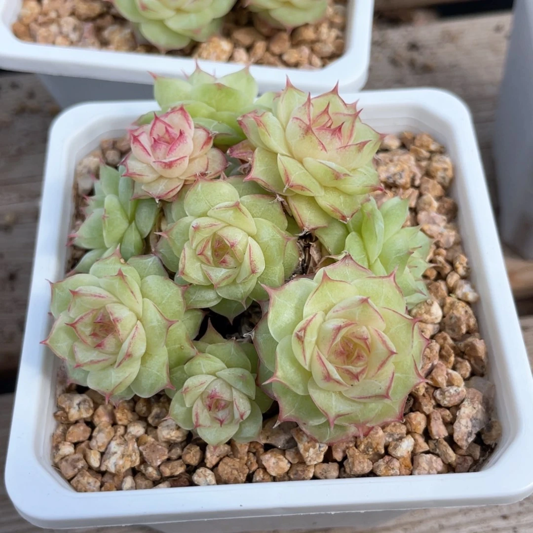 优选情人麦杆665