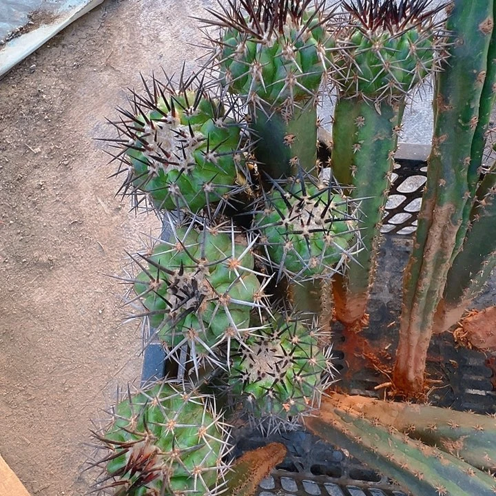 铃木圆盘。 苗接。