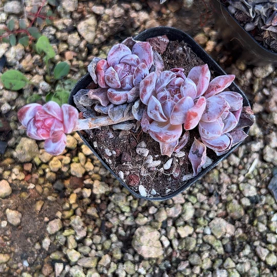 闻****轻轻松松就能得到一颗月舞