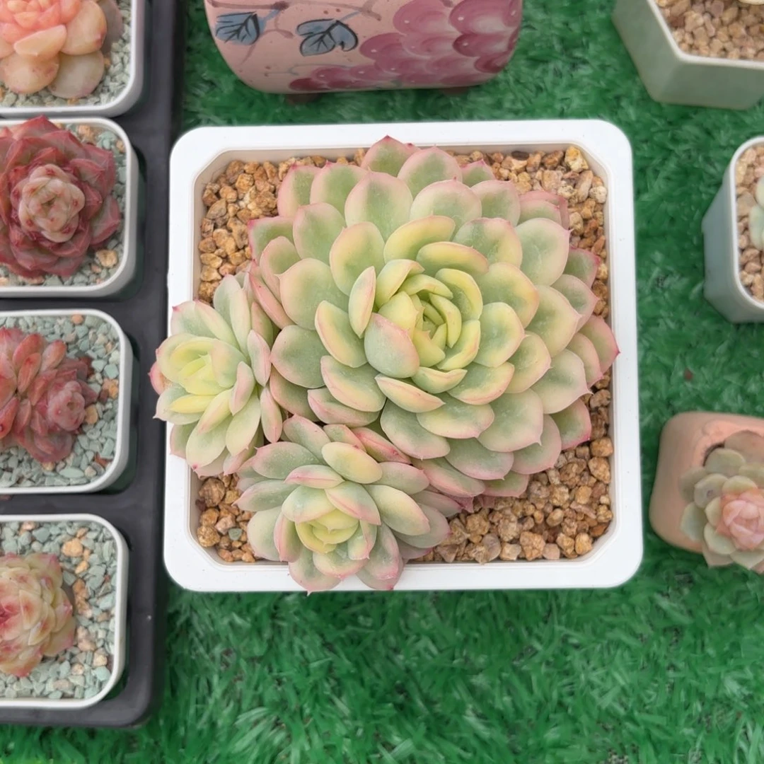 草莓冰锦群一物一拍