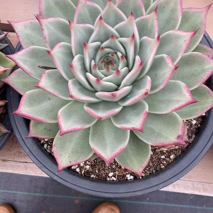 若如东云单拍D005