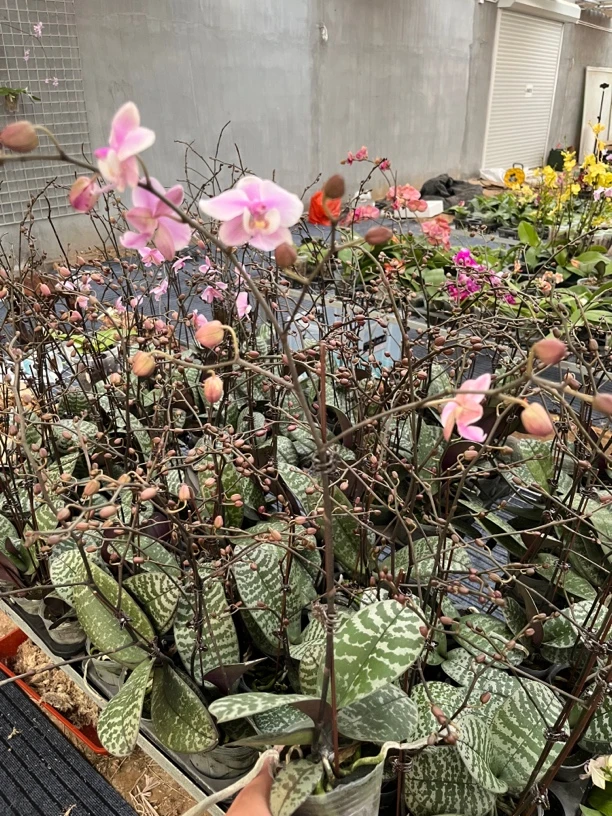 【菲律宾山採西】精品蝴蝶兰苗，基地直发不带花剑