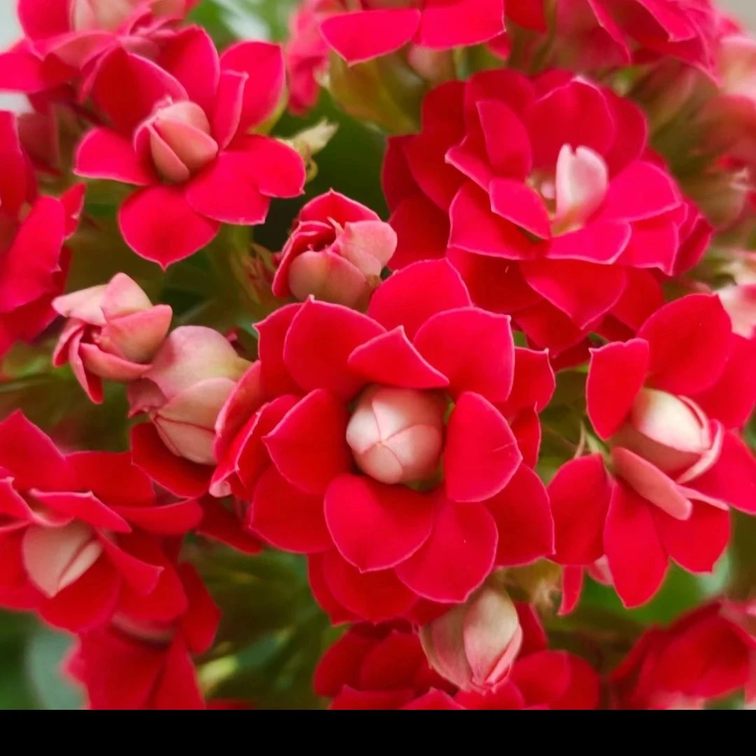 开播福利款 车厘子 泽家长寿花 长寿网红品种