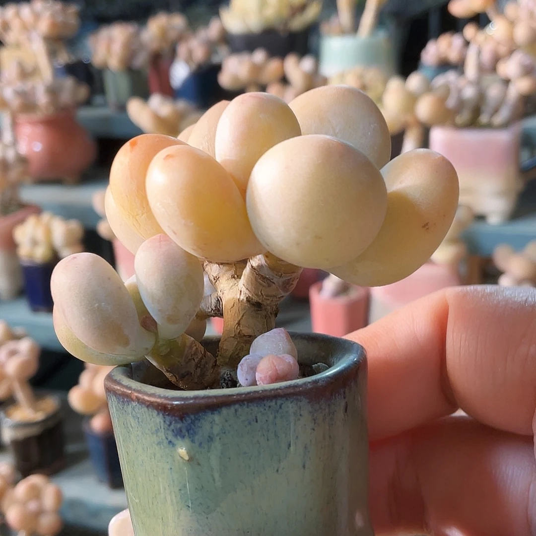 七***～多肉植物的生长发育与
