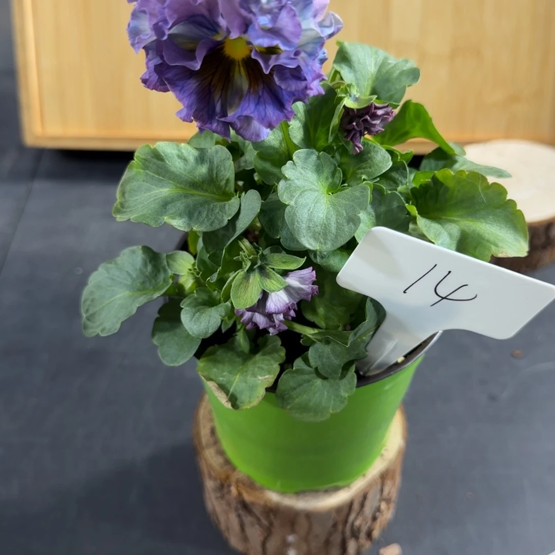 完全开放洛可可礼服14