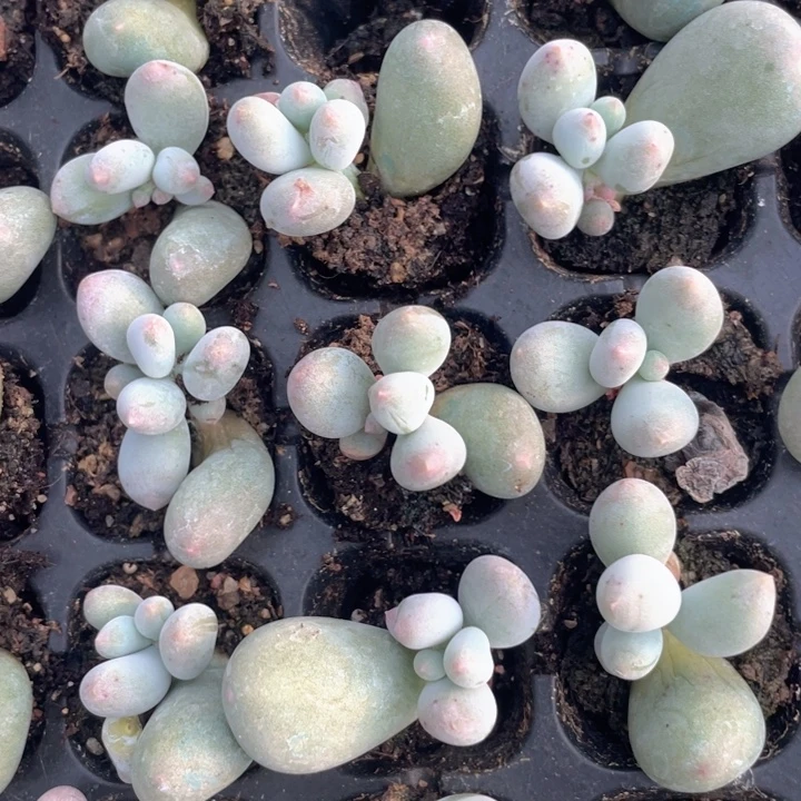 米可奶发5颗单头随机发满18包邮