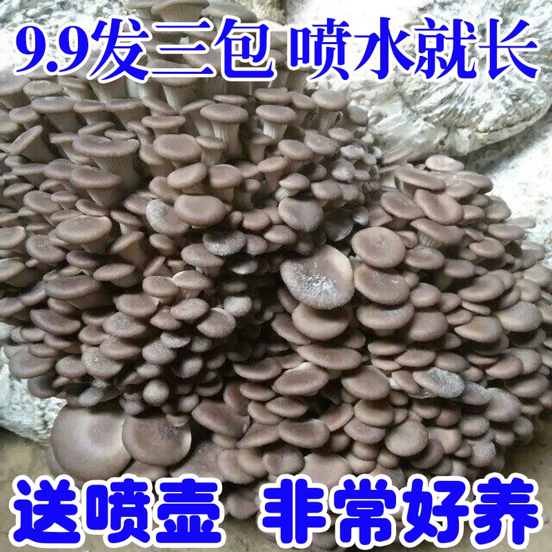 蘑菇菌包好养【买1发3】喷水就长食用菌菌棒平菇种植包菌菇包菌种包
