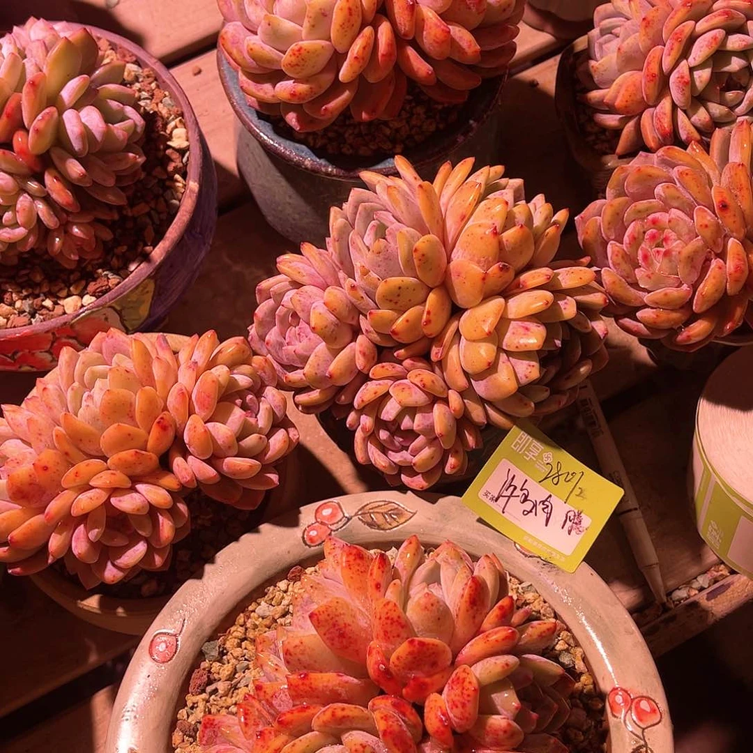 许*肉橙梦露群生两颗脱土