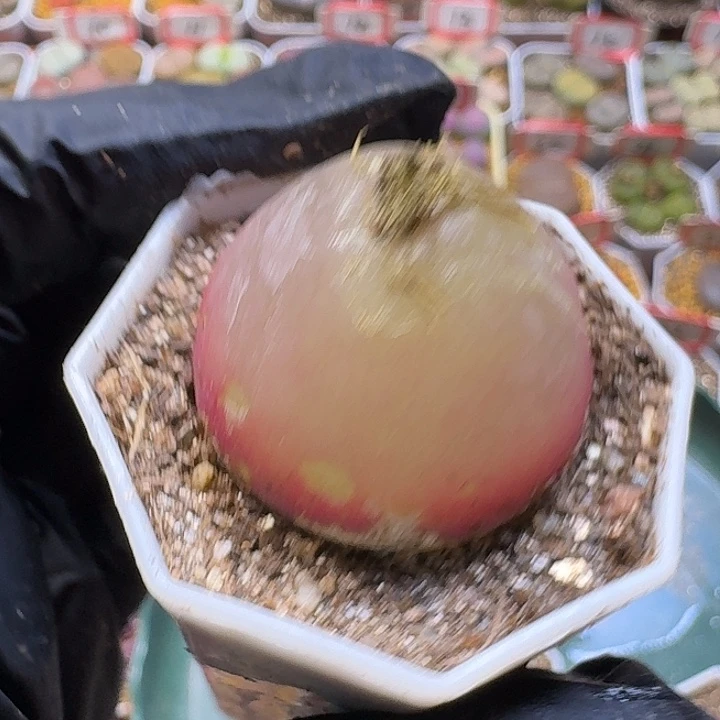 阿***鱼生石花3:：。星。7号