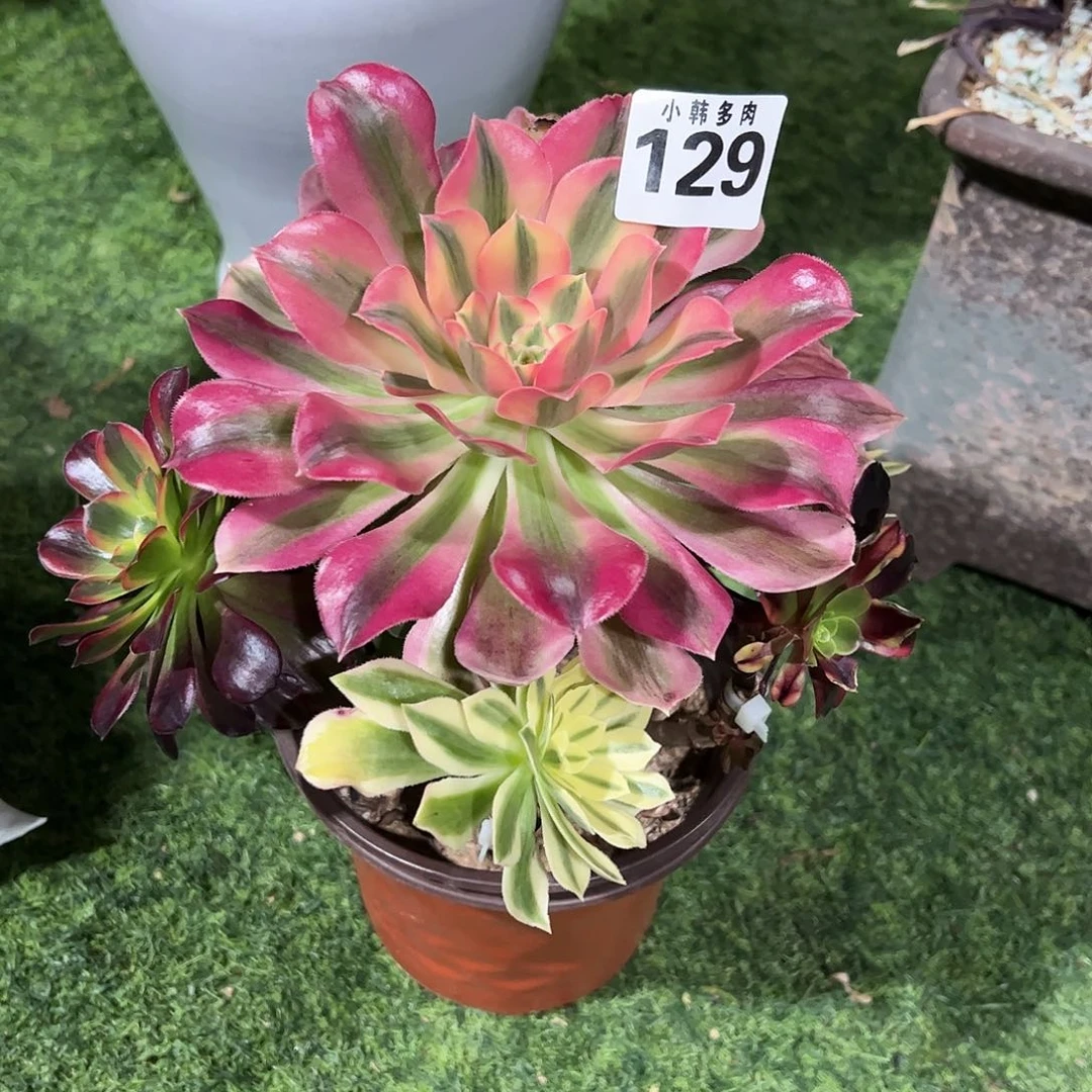 琳****^129嫁接法师一颗捧花