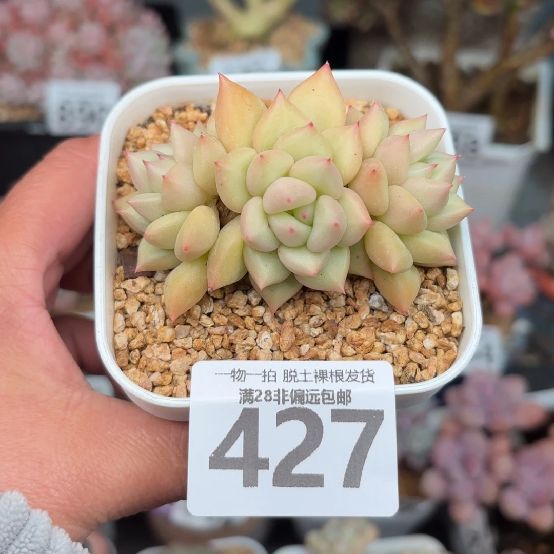 黄金象牙无盆土发货