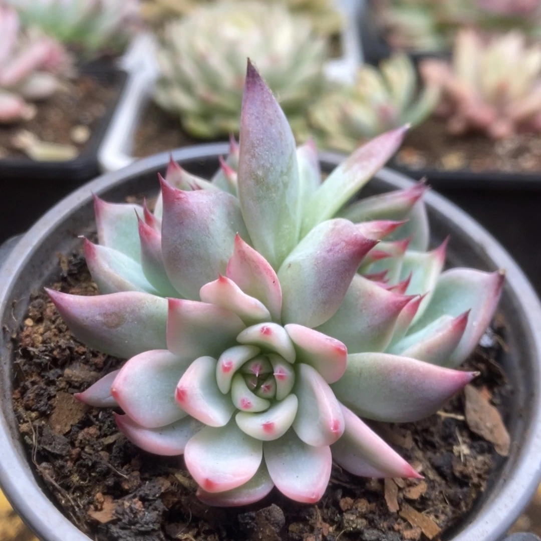 072锦锦锦锦锦锦锦锦
