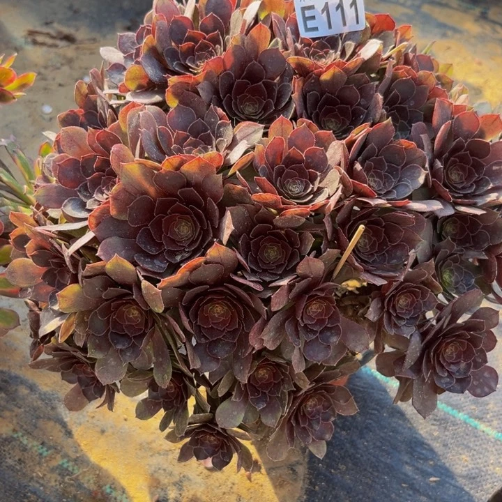 111多肉植物一物一拍