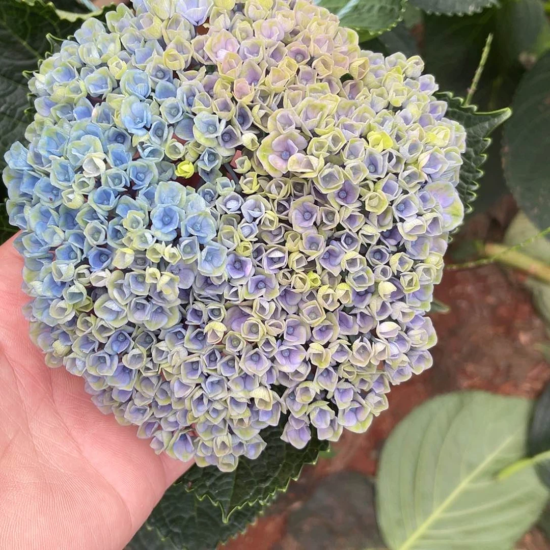 绣球切花一物一拍3枝包邮，7