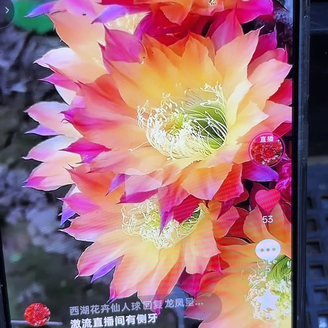 激流彩公分侧牙20包邮15